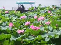 Tourists are taking a boat ride to see lotus flowers blooming on the West Lake in Hangzhou, China, on July 22, 2024. (