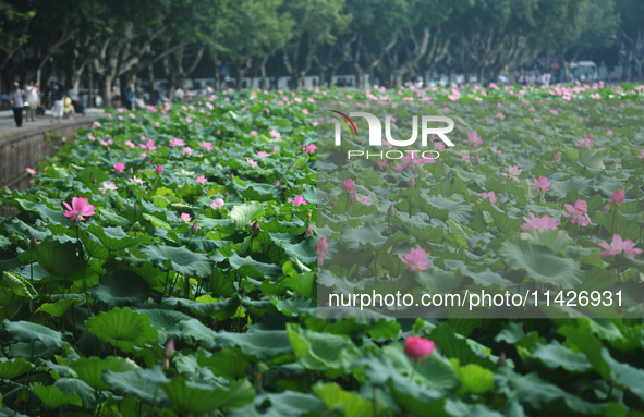 Tourists are taking a boat ride to see lotus flowers blooming on the West Lake in Hangzhou, China, on July 22, 2024. 