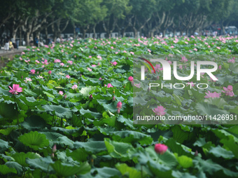 Tourists are taking a boat ride to see lotus flowers blooming on the West Lake in Hangzhou, China, on July 22, 2024. (