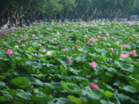 Tourists are taking a boat ride to see lotus flowers blooming on the West Lake in Hangzhou, China, on July 22, 2024. (