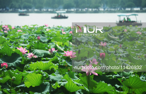 Tourists are taking a boat ride to see lotus flowers blooming on the West Lake in Hangzhou, China, on July 22, 2024. 