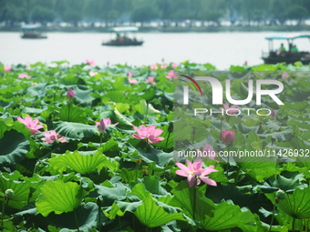 Tourists are taking a boat ride to see lotus flowers blooming on the West Lake in Hangzhou, China, on July 22, 2024. (