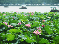 Tourists are taking a boat ride to see lotus flowers blooming on the West Lake in Hangzhou, China, on July 22, 2024. (