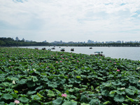 Tourists are taking a boat ride to see lotus flowers blooming on the West Lake in Hangzhou, China, on July 22, 2024. (