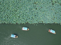 Tourists are taking a boat ride to see lotus flowers blooming on the West Lake in Hangzhou, China, on July 22, 2024. (