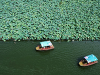 Tourists are taking a boat ride to see lotus flowers blooming on the West Lake in Hangzhou, China, on July 22, 2024. (