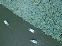 Tourists are taking a boat ride to see lotus flowers blooming on the West Lake in Hangzhou, China, on July 22, 2024. (