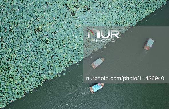 Tourists are taking a boat ride to see lotus flowers blooming on the West Lake in Hangzhou, China, on July 22, 2024. 