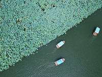 Tourists are taking a boat ride to see lotus flowers blooming on the West Lake in Hangzhou, China, on July 22, 2024. (