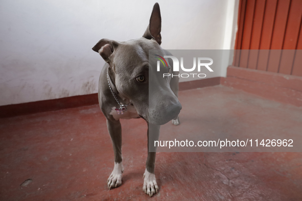 A dog is sitting in a building in Mexico City, Mexico. On July 21, 2004, World Dog Day is being established internationally to commemorate d...