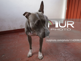 A dog is sitting in a building in Mexico City, Mexico. On July 21, 2004, World Dog Day is being established internationally to commemorate d...