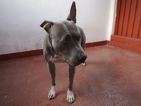 A dog is sitting in a building in Mexico City, Mexico. On July 21, 2004, World Dog Day is being established internationally to commemorate d...