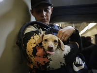 A young man is carrying a dog on the Mexico City metro. . On July 21, 2004, World Dog Day is being established internationally to commemorat...