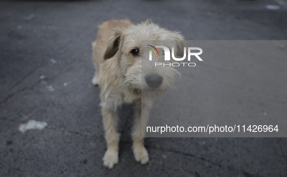 A stray dog is wandering in Culhuacan, Mexico City. On July 21, 2004, World Dog Day is being established internationally to commemorate dogs...