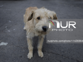 A stray dog is wandering in Culhuacan, Mexico City. On July 21, 2004, World Dog Day is being established internationally to commemorate dogs...