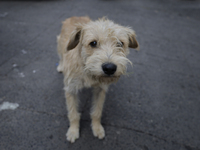 A stray dog is wandering in Culhuacan, Mexico City. On July 21, 2004, World Dog Day is being established internationally to commemorate dogs...