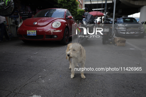 A stray dog is wandering in Culhuacan, Mexico City. On July 21, 2004, World Dog Day is being established internationally to commemorate dogs...