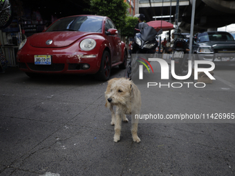 A stray dog is wandering in Culhuacan, Mexico City. On July 21, 2004, World Dog Day is being established internationally to commemorate dogs...