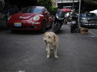 A stray dog is wandering in Culhuacan, Mexico City. On July 21, 2004, World Dog Day is being established internationally to commemorate dogs...