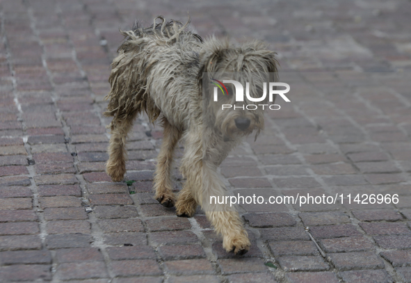 A stray dog is wandering in Culhuacan, Mexico City. On July 21, 2004, World Dog Day is being established internationally to commemorate dogs...