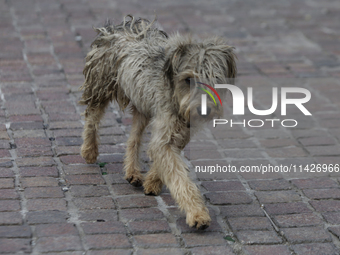 A stray dog is wandering in Culhuacan, Mexico City. On July 21, 2004, World Dog Day is being established internationally to commemorate dogs...