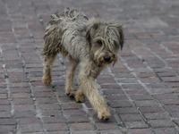 A stray dog is wandering in Culhuacan, Mexico City. On July 21, 2004, World Dog Day is being established internationally to commemorate dogs...