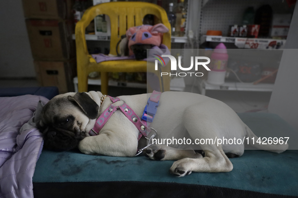 A puppy is sleeping in an establishment in Mexico City, Mexico.. On July 21, 2004, World Dog Day is being established internationally to com...