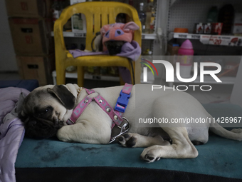 A puppy is sleeping in an establishment in Mexico City, Mexico.. On July 21, 2004, World Dog Day is being established internationally to com...