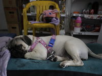 A puppy is sleeping in an establishment in Mexico City, Mexico.. On July 21, 2004, World Dog Day is being established internationally to com...