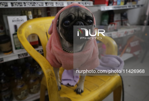 A dog is sitting on a chair in a shop in Mexico City, Mexico. . On July 21, 2004, World Dog Day is being established internationally to comm...