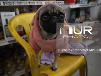 A dog is sitting on a chair in a shop in Mexico City, Mexico. . On July 21, 2004, World Dog Day is being established internationally to comm...