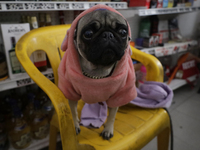 A dog is sitting on a chair in a shop in Mexico City, Mexico. . On July 21, 2004, World Dog Day is being established internationally to comm...