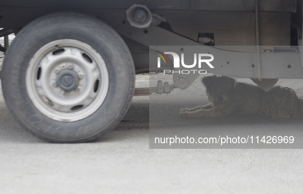 A stray dog is lying under a truck in Mexico City. 

World Dog Day is being established internationally on July 21, 2004, to commemorate d...