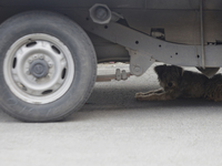 A stray dog is lying under a truck in Mexico City. 

World Dog Day is being established internationally on July 21, 2004, to commemorate d...