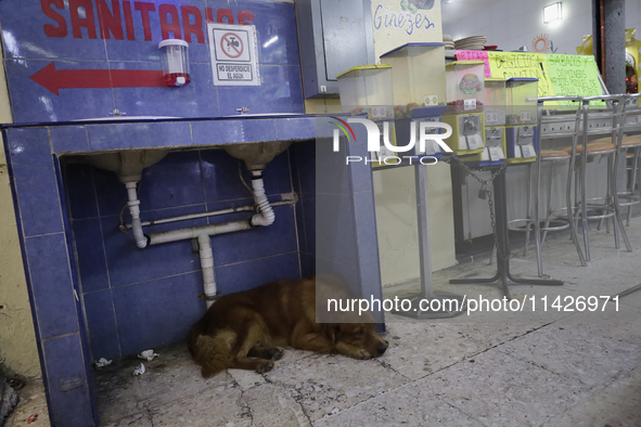 A dog is inside a market in Mexico City, Mexico. On July 21, 2004, it is being established internationally as World Dog Day, which is create...