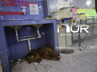 A dog is inside a market in Mexico City, Mexico. On July 21, 2004, it is being established internationally as World Dog Day, which is create...