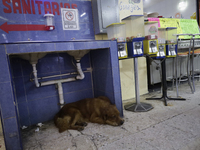 A dog is inside a market in Mexico City, Mexico. On July 21, 2004, it is being established internationally as World Dog Day, which is create...