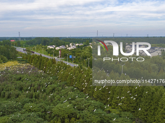 Egrets are gathering in a forest in Suqian, Jiangsu province, China, on July 21, 2024. (