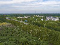 Egrets are gathering in a forest in Suqian, Jiangsu province, China, on July 21, 2024. (