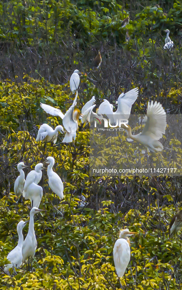 Egrets are gathering in a forest in Suqian, Jiangsu province, China, on July 21, 2024. 