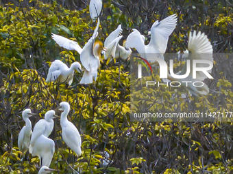 Egrets are gathering in a forest in Suqian, Jiangsu province, China, on July 21, 2024. (