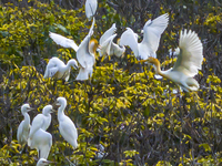 Egrets are gathering in a forest in Suqian, Jiangsu province, China, on July 21, 2024. (