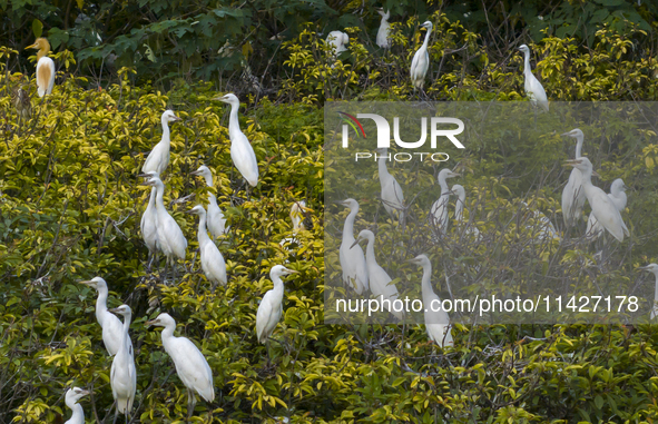 Egrets are gathering in a forest in Suqian, Jiangsu province, China, on July 21, 2024. 