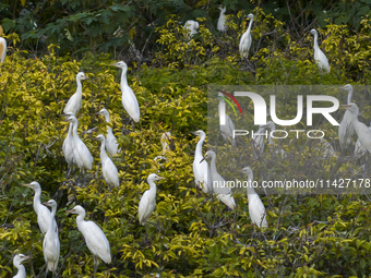 Egrets are gathering in a forest in Suqian, Jiangsu province, China, on July 21, 2024. (