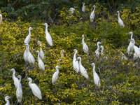 Egrets are gathering in a forest in Suqian, Jiangsu province, China, on July 21, 2024. (