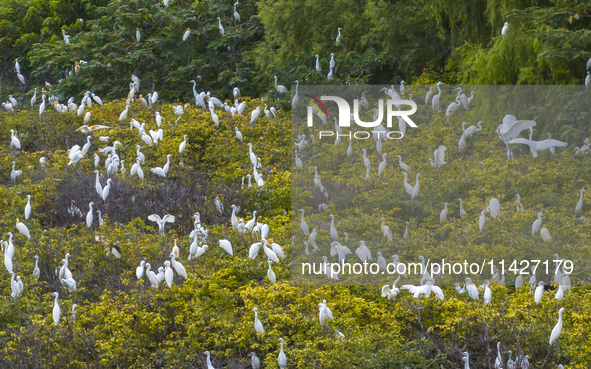 Egrets are gathering in a forest in Suqian, Jiangsu province, China, on July 21, 2024. 