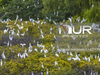 Egrets are gathering in a forest in Suqian, Jiangsu province, China, on July 21, 2024. (