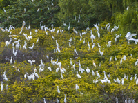 Egrets are gathering in a forest in Suqian, Jiangsu province, China, on July 21, 2024. (