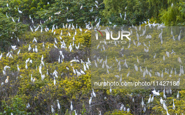 Egrets are gathering in a forest in Suqian, Jiangsu province, China, on July 21, 2024. 