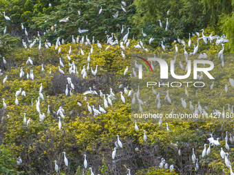 Egrets are gathering in a forest in Suqian, Jiangsu province, China, on July 21, 2024. (